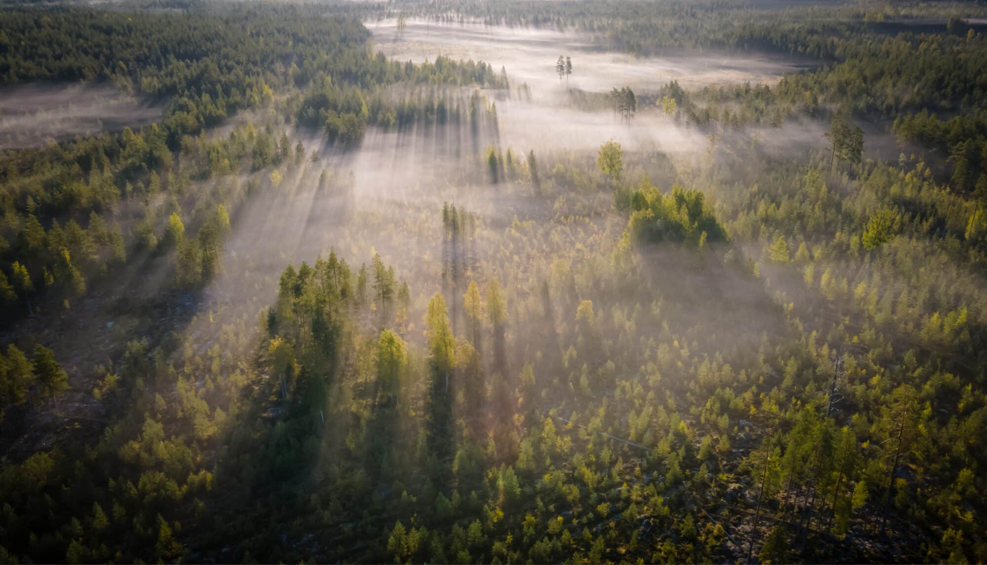 Kajo Brandsin referenssi, Iivari Mononen. Metsää ilmakuvassa.